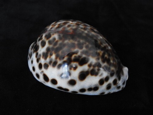 Sea shell cypraea tigris 78mm - sea,