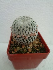 Solisia pectinata we - solisia,
