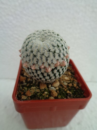 Solisia pectinata we - pectinata, cm