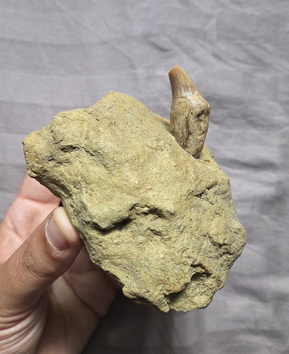 Raro bel dente fossile di