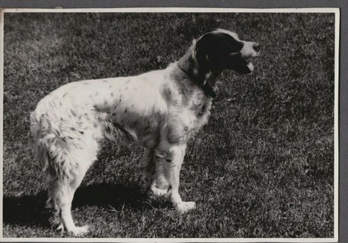 Fotografia vintage setter - vintage,