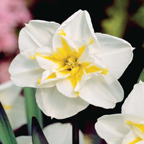 Narcisi bulbi fiori - narcisi,