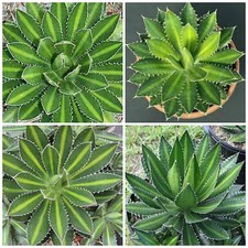 10 semi di agave lophantha 
