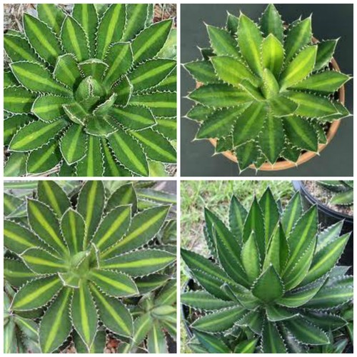 Semi agave lophantha - semi,