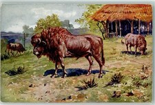 10688383 - Roma Giardino Zoologico Bisonti Bueffel