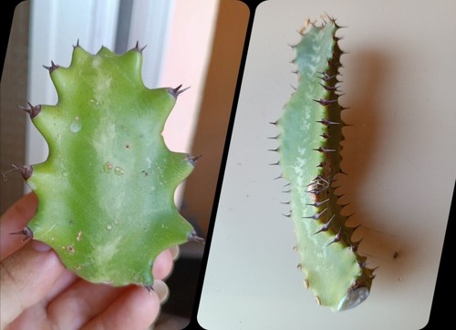 Esquejes euphorbia una - de, euphorbia,