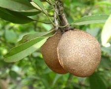 Sapodilla - Manilkara sapota