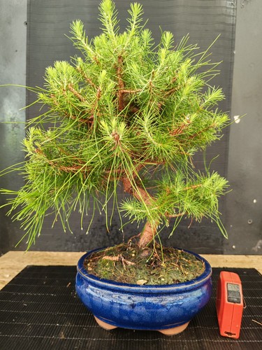 Bonsai pino halpensis cm - pino, 38