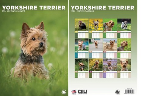 Yorkshire terrier 2026 - yorkshire,