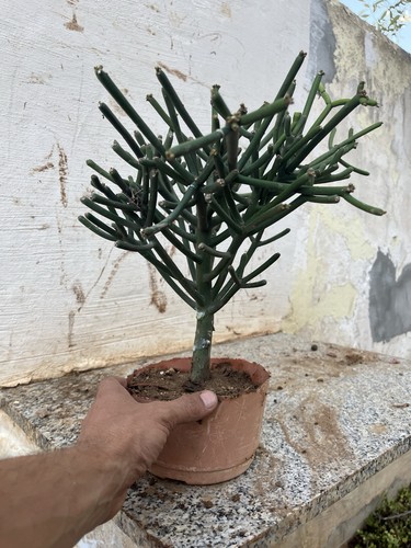 Bonsai euphorbia tirucalli - bonsai,