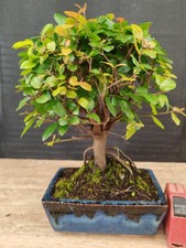 bonsai di ciliegio cinese h 28