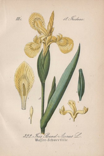 Sumpf schwertlilie iris - sumpf-schwertlilie, (iris