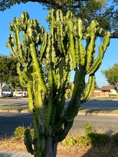 lot of 2 African Milk Tree