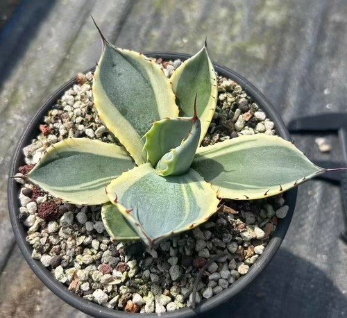Vendita raro cactus agave - raro,