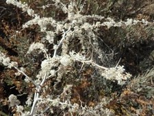 1000 Semi Asparagi Selvatici