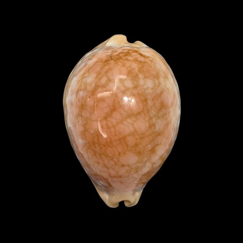 Conchiglia shell cypraea - conchiglia,