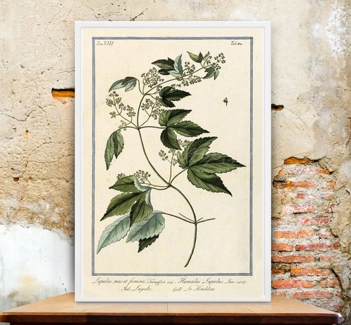 Stampa artistica luppolo