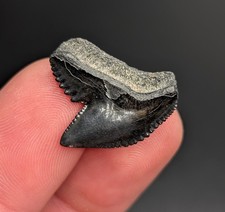 Jet Dente di Squalo Tigre Nero