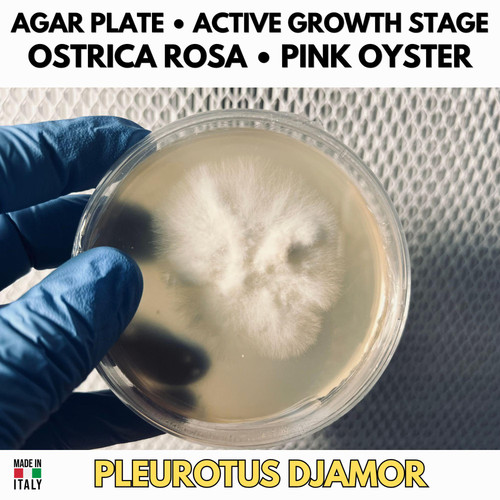 Pleurotus djamor ostrica rosa - pleurotus,