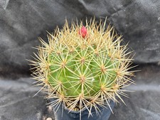 Matucana weberbaueri cactus - weberbaueri,