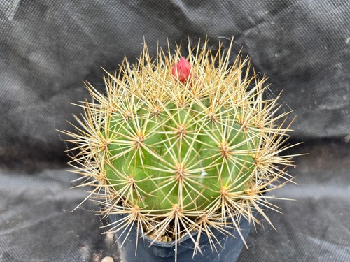 Matucana weberbaueri cactus - weberbaueri,