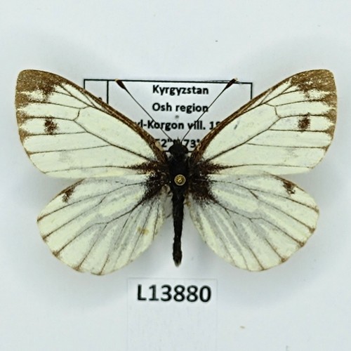 Pieridae pieris - pieridae,,