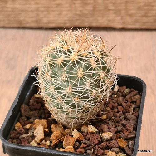 D6166 sclerocactus wetlandicus - d6166,