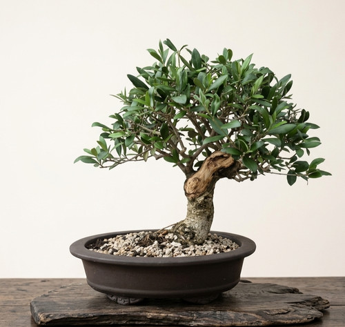 Bonsai olivo 2 - olivo,