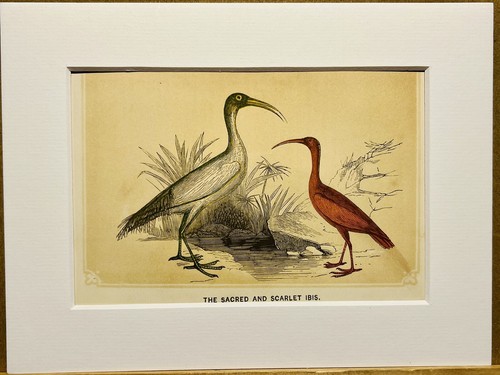 Ibis uccelli ornitologia