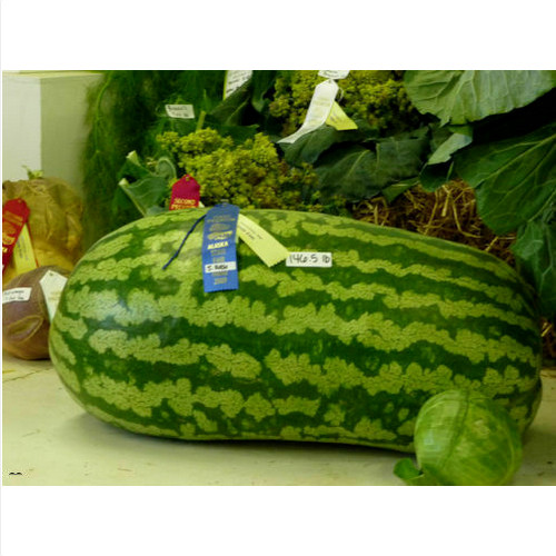 Semi anguria gigante - anguria, giant