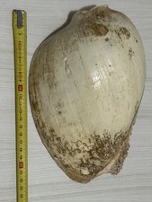 Conchiglia Melo 23 Cm Circa (pescata)