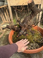 Bonsai carpino nero - carpino,