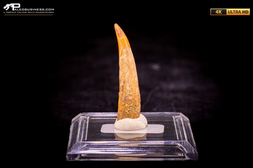 Dente fossile pterosauro - dente, di