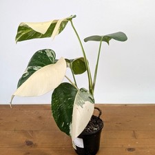 Monstera Albo - Exact Plant 4