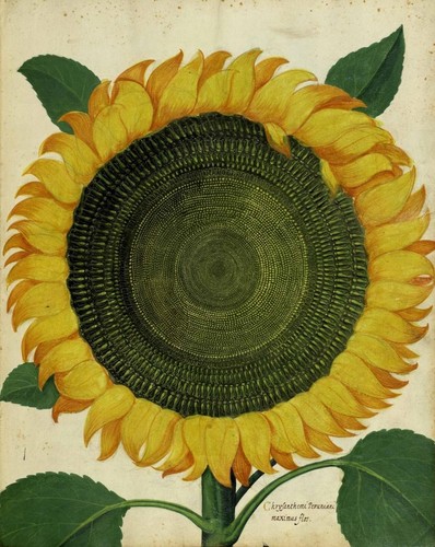 Ulisse aldrovandi girasole - aldrovandi,