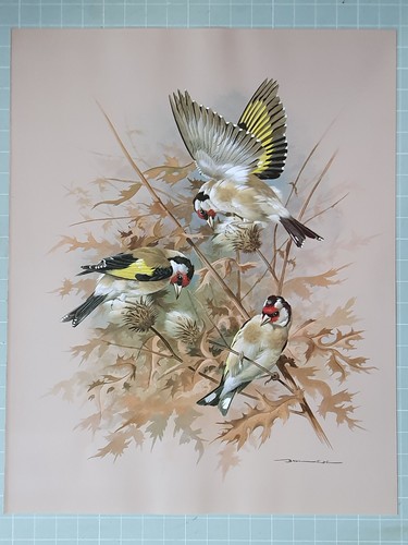 Stampa uccello basil - stampa,