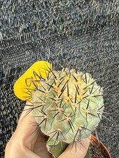 Piante succulente Copiapoa