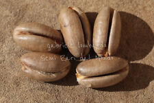 PALMA DELLE CANARIE - PHOENIX