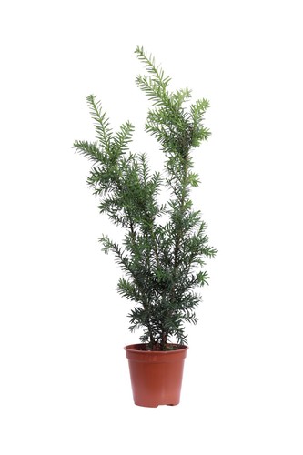 Pianta vera tasso taxus - vera,