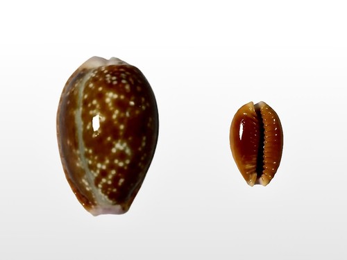 Cypraea helvola mascarena - ,, la