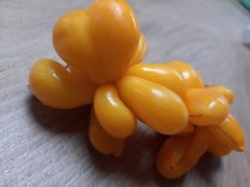 Pomodoro Phil's One - Voyage - 5+ semi - semi - cereali - P 460