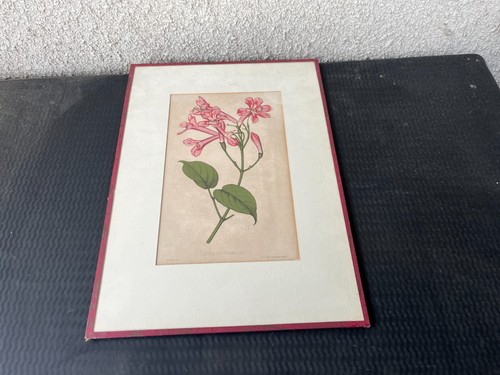 Planche botanique ancienne