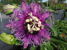 Semi di Passiflora Cincinnata