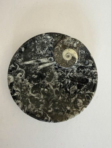 Piatto gioielli fossili