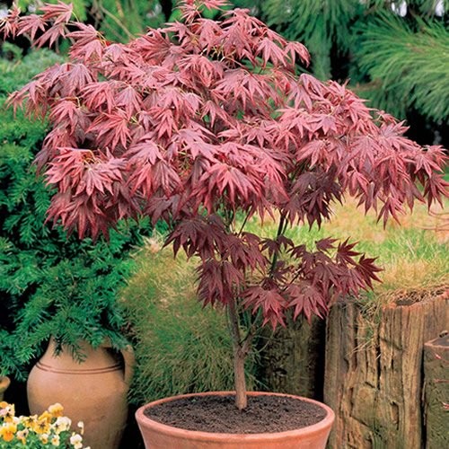 Albero arbusto acero - arbusto, di