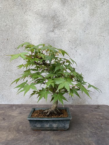 Bonsai acero palmato - di,