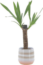 - Yucca - Tronchetto Della