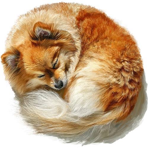 Adesivi punta nana pomerania - adesivi,