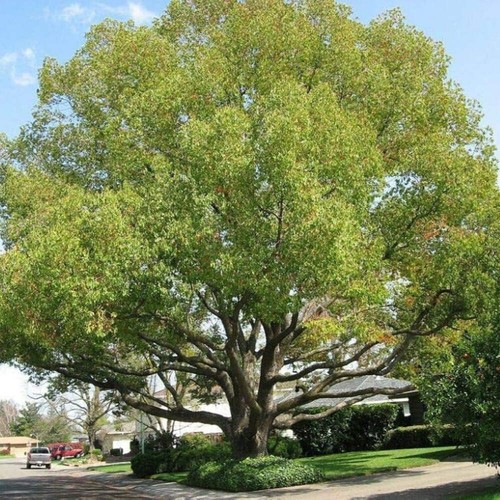 Cinnamomum camphora albero - -,