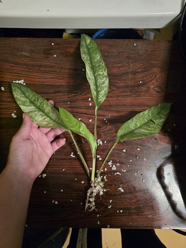 Raphidophora megasperma - raphidophora,
